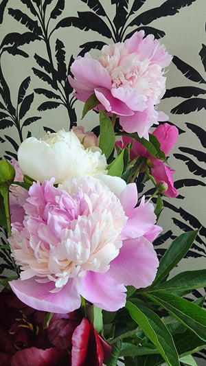 2025 PEONY SHARE