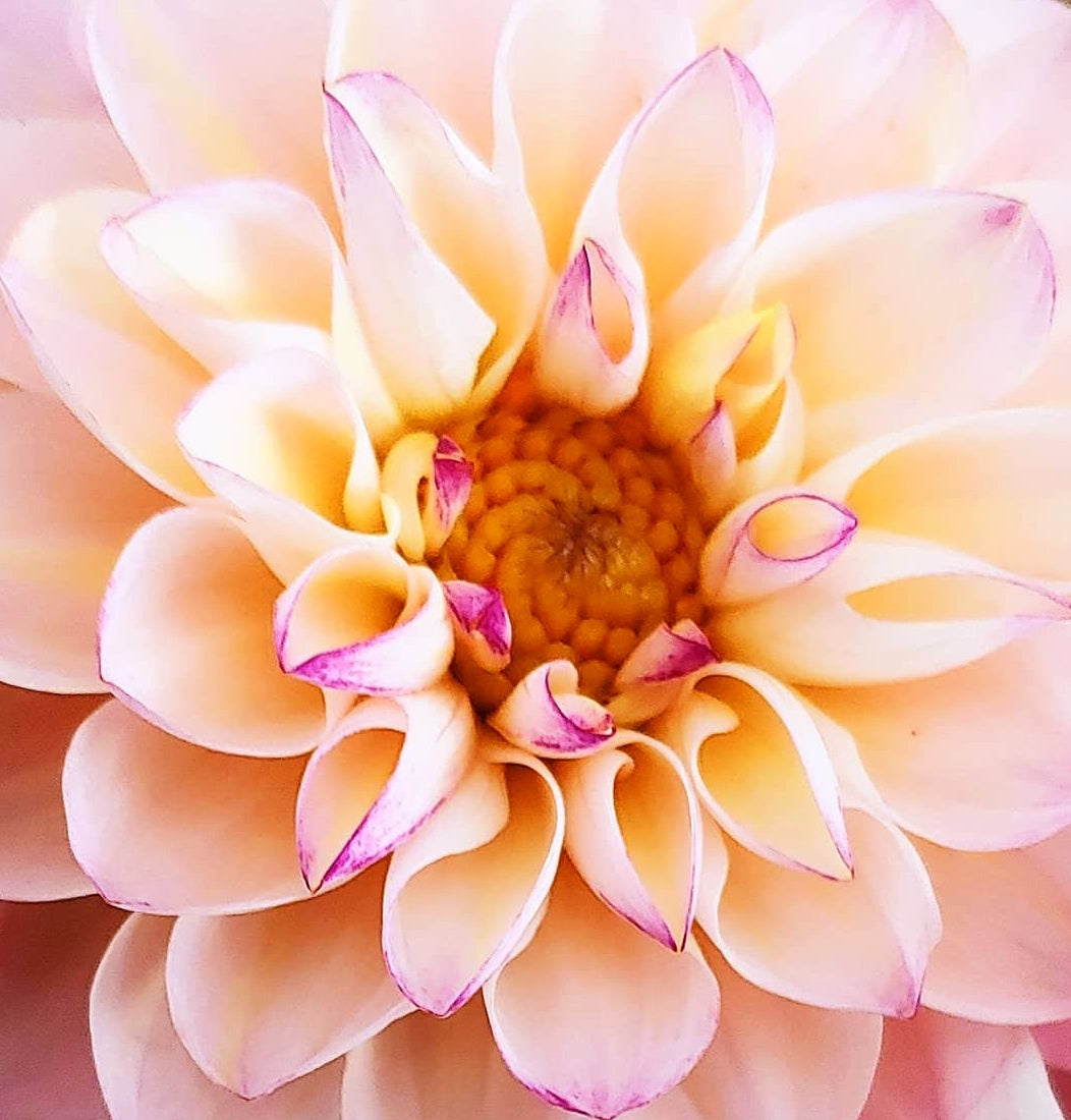 a close up of a light color dahlia flower