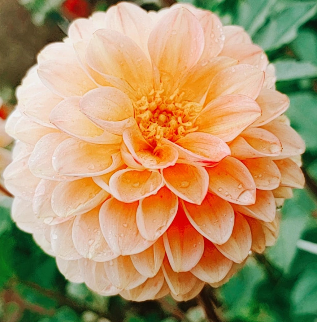 a close up of a dahlia flower